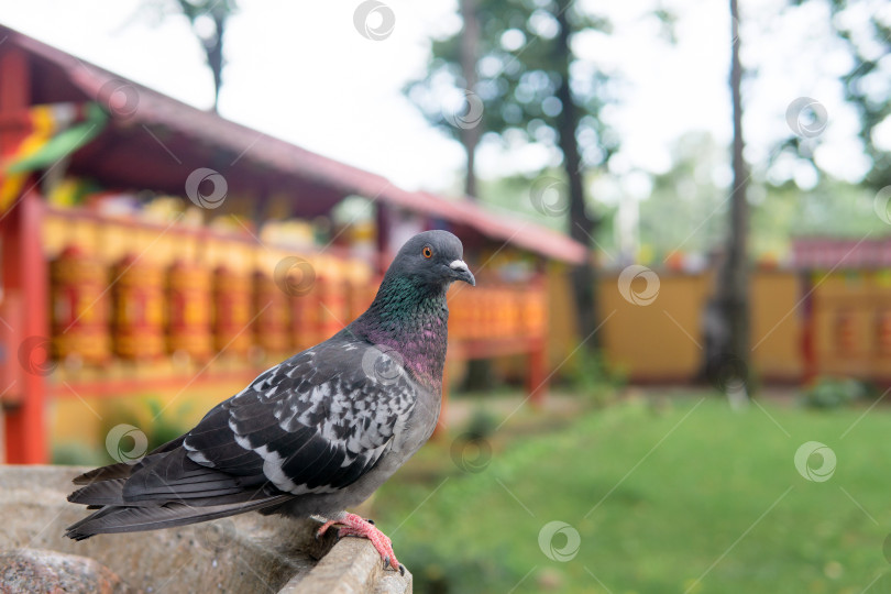 Скачать голубь сидит на краю чаши на размытом фоне буддийских молитвенных колес фотосток Ozero