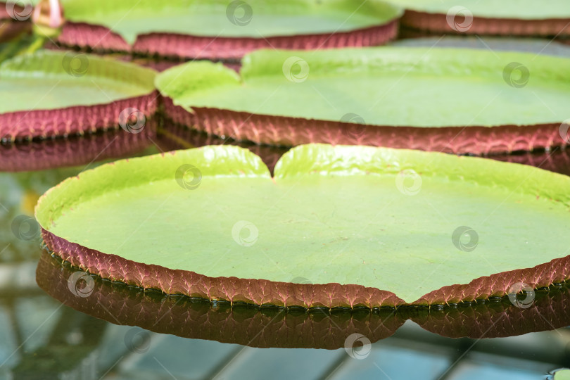 Скачать плавающие листья гигантской водяной лилии Victoria amazonica фотосток Ozero