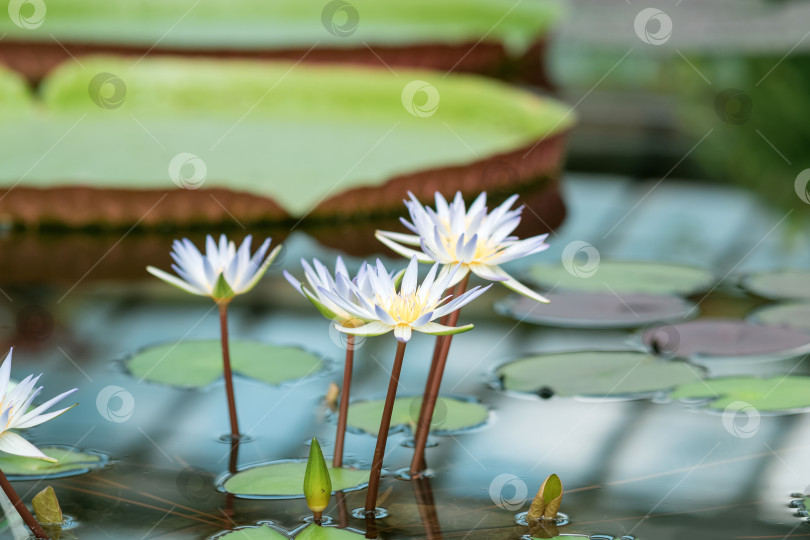 Скачать красивые цветы голубой водяной лилии, также называемой голубым лотосом, крупным планом фотосток Ozero
