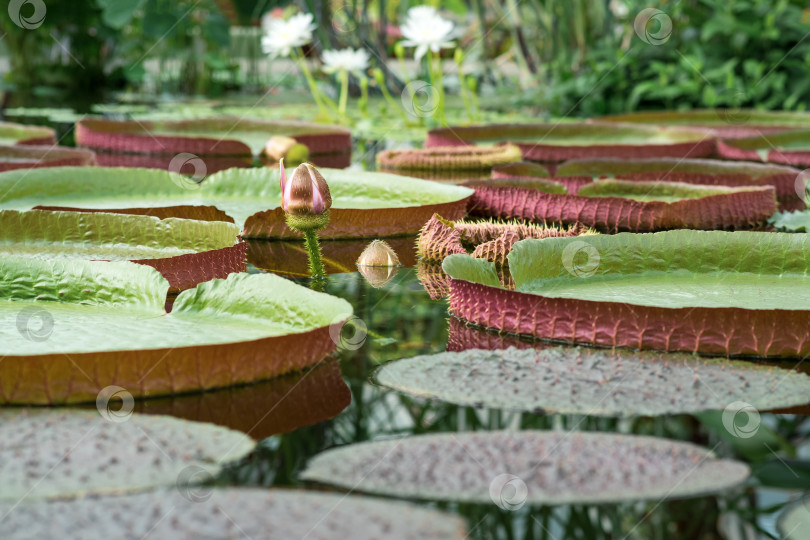 Скачать плавающие листья и распускающийся бутон гигантской водяной лилии Victoria amazonica фотосток Ozero