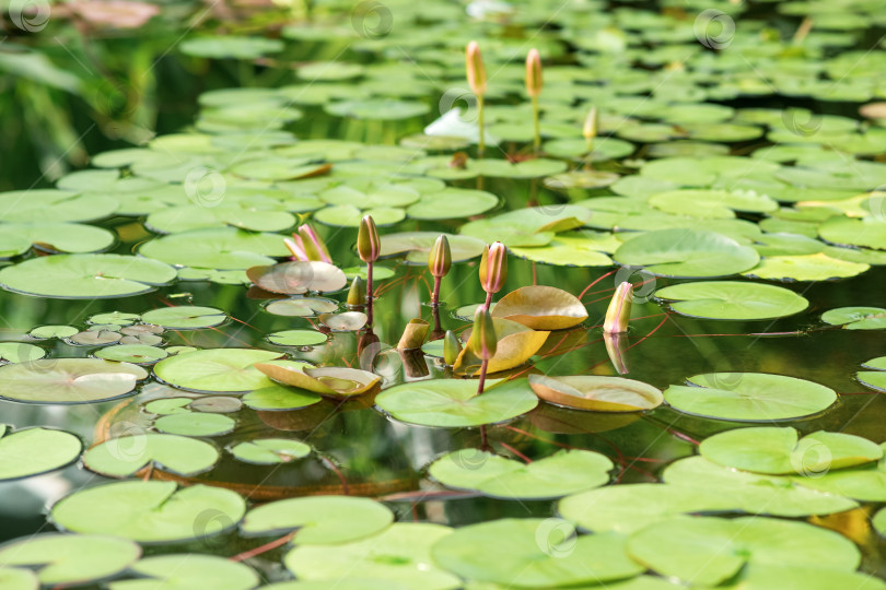 Скачать бутоны водяных лилий перед распусканием в естественной среде обитания фотосток Ozero