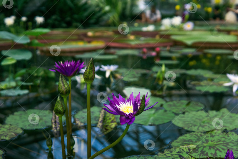 Скачать фиолетовые цветы и бутоны тропической водяной лилии в бассейне оранжереи фотосток Ozero