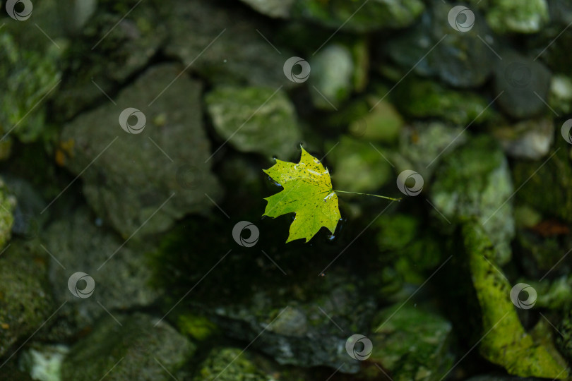 Скачать Маленький кленовый лист плывет по реке, прозрачная вода фотосток Ozero