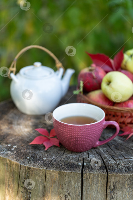 Скачать Чай в яблоневом саду, корзина со спелыми яблоками фотосток Ozero