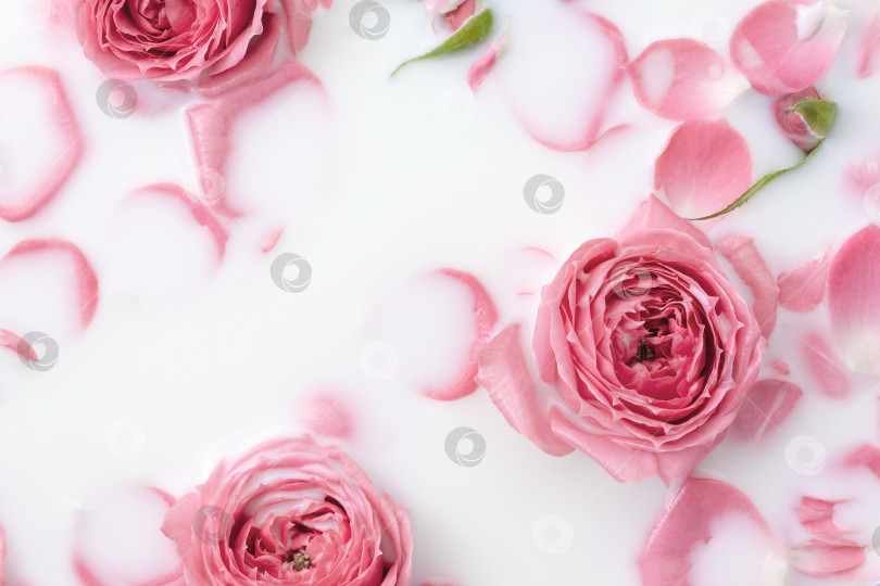 Скачать Молочная бьюти-ванна с розовыми лепестками. Цветочный фон фотосток Ozero
