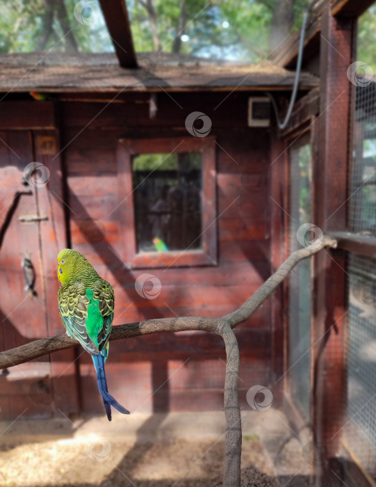 Скачать Волнистый попугай фотосток Ozero