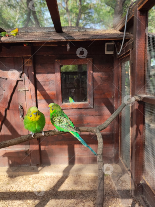 Скачать Волнистые попугаи фотосток Ozero