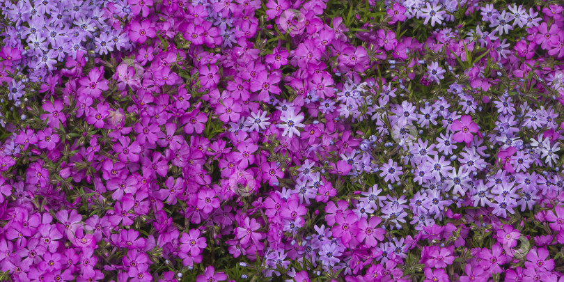 Скачать Естественный фон с цветочной весенней текстурой. Крупный план цветочного ковра из розовых и фиолетовых цветов флоксов фотосток Ozero