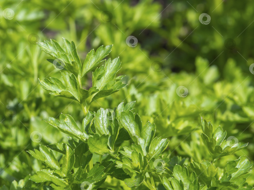 Скачать Веточки зеленой петрушки, растущие на грядке в саду. Петрушка крупным планом растет в саду фотосток Ozero