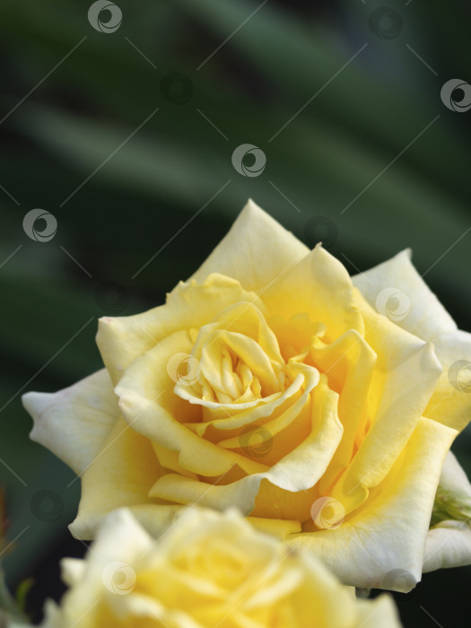Скачать Крупный план красивой желтой розы. Букет красивых желтых роз. Подходит для фона и поздравительной открытки фотосток Ozero