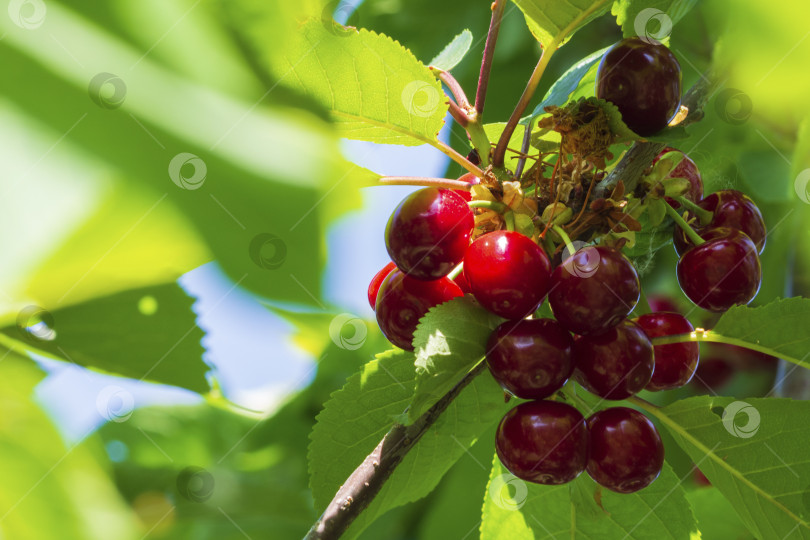 Скачать Крупный план красной органической вишни на ветке незадолго до сбора урожая. Спелые темно-красные вишни растут на вишневом дереве, среди зеленой листвы в лучах солнца. Гроздь спелых вишен на ветке фотосток Ozero
