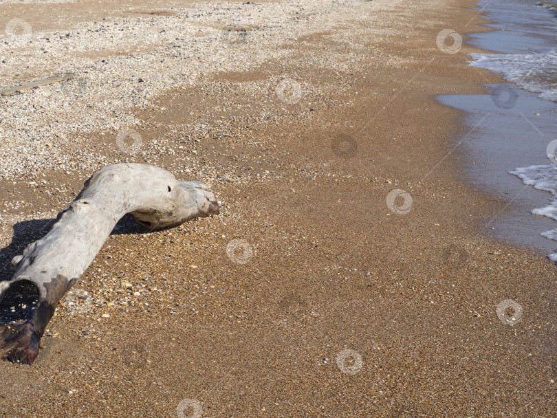 Скачать Обгоревший сухой ствол дерева на песчаном морском пляже у кромки воды. фотосток Ozero