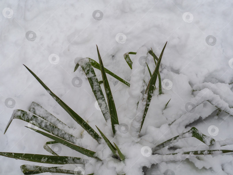 Скачать Зеленые листья растения покрыты снегом. Плохая погода. Теплолюбивое вечнозеленое растение в снегу фотосток Ozero