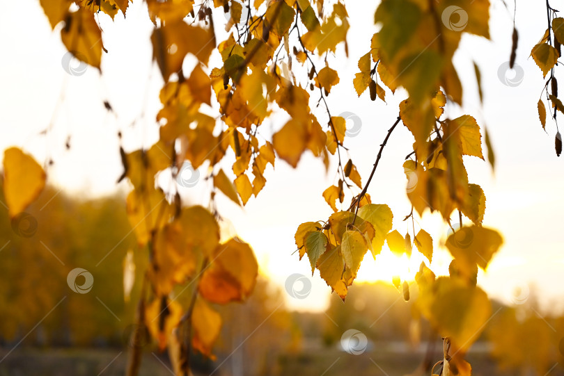 Скачать дорога в осенний лес, осенние листья крупным планом фотосток Ozero