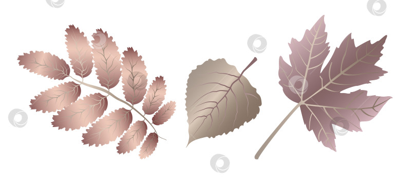 Скачать Осенние листья клена и грецкого ореха с детализированными прожилками, прожилки листьев необычного металлического цвета на белом фоне. фотосток Ozero