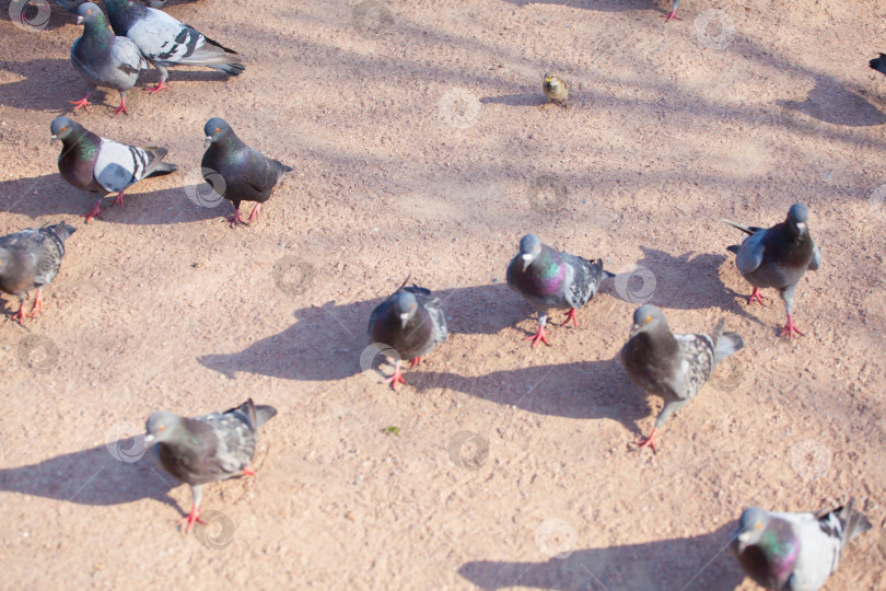 Скачать Многие голуби мерзнут на асфальте. Серые голуби фотосток Ozero