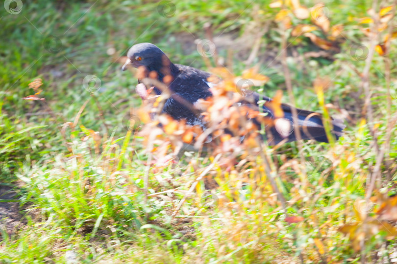 Скачать Птицы прогуливаются на естественном фоне фотосток Ozero