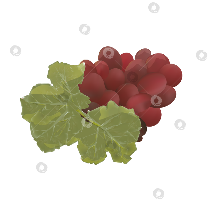 Скачать Резиновая модель винограда для украшения интерьера. фотосток Ozero