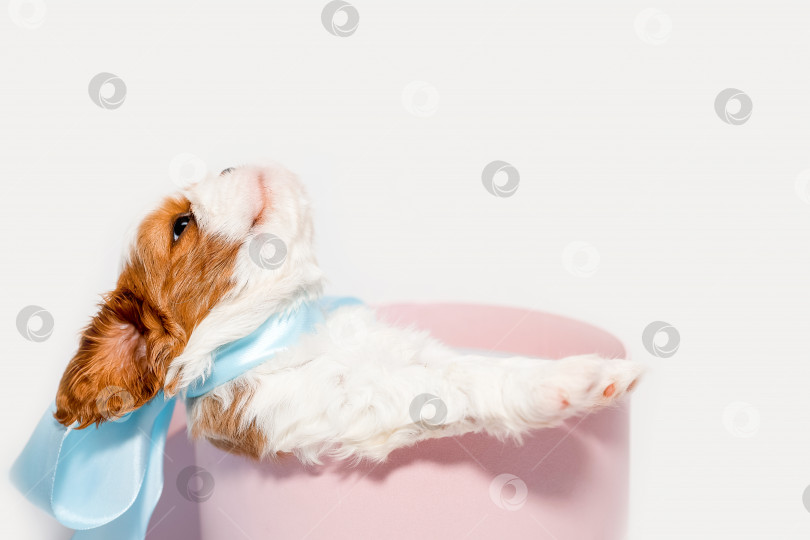 Скачать Маленький щенок с нежно-голубым бантиком в круглой коробке розового цвета на белом фоне фотосток Ozero