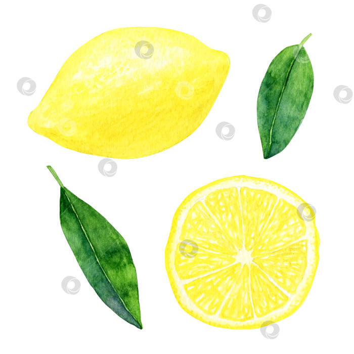 Скачать Акварельный лимонный набор. Дизайн для открытки, принт на сумке или футболке. фотосток Ozero