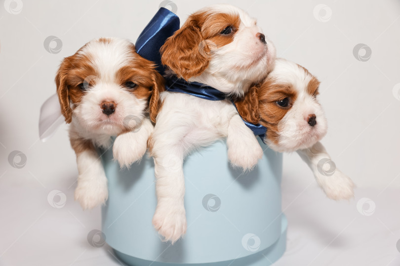 Скачать Три маленьких щенка с разноцветными бантиками в синей коробке на белом фоне фотосток Ozero
