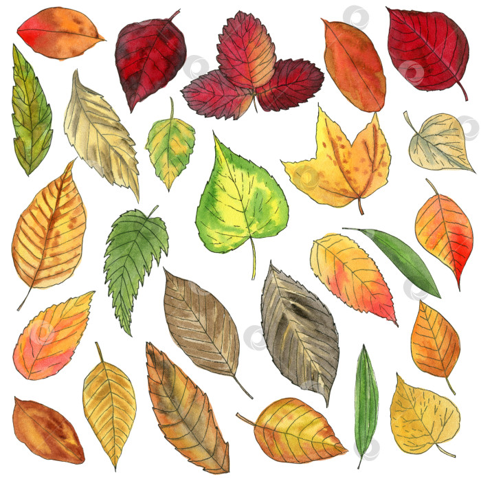 Скачать Осенние листья в стиле скетча. Набор акварелей. Дизайн для открыток, сумки или футболки. фотосток Ozero