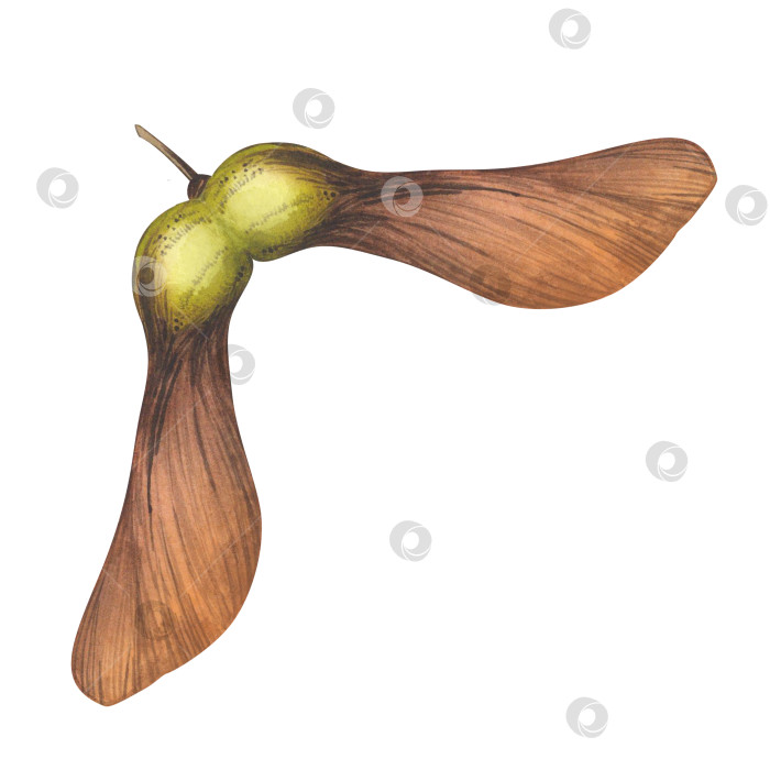 Скачать Упавшие семена клена. Акварельная ботаническая иллюстрация осеннего сбора урожая. Клен - парковое дерево. Изолированный белый фон фотосток Ozero