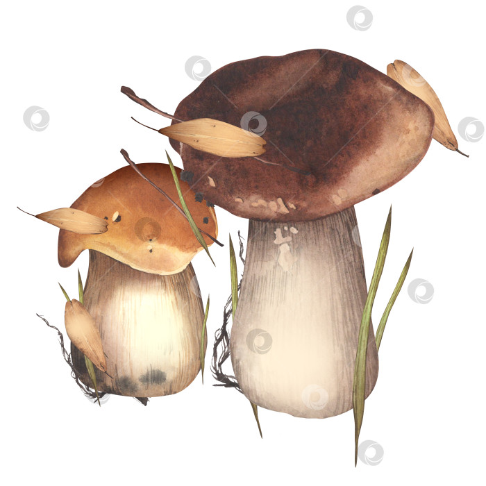Скачать Осенняя иллюстрация с изображением двух грибов. Белые грибы. Акварельный ботанический рисунок. Сбор урожая в лесу. Для оформления фонов, открыток, книг, наклеек фотосток Ozero