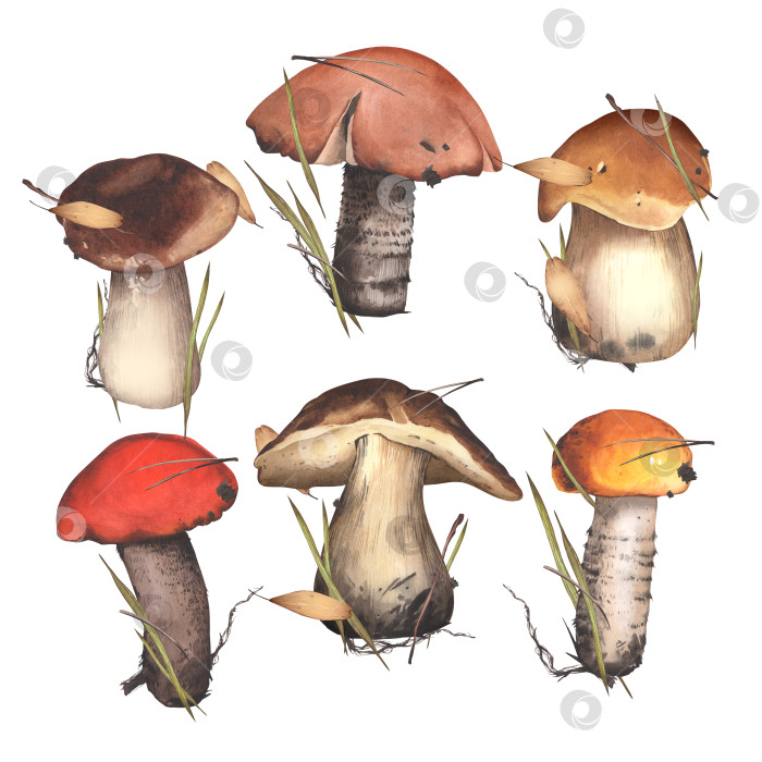 Скачать Набор грибов. Акварельная ботаническая иллюстрация съедобных грибов. Сбор урожая в лесу. Для оформления наклеек, открыток, фонов, книг фотосток Ozero