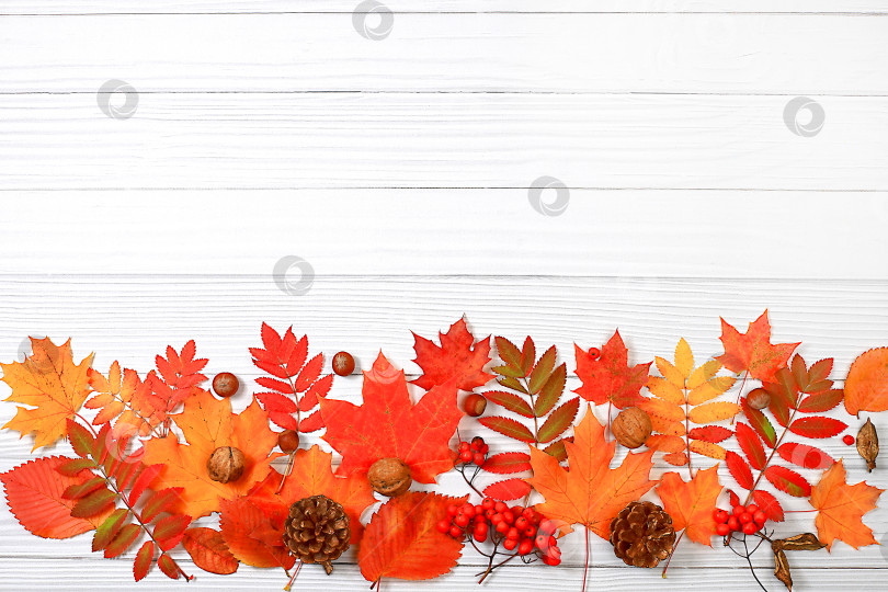 Скачать Осенняя абстрактная композиция с кленовыми листьями, сосновыми шишками, орехами, тыквами и ягодами рябины, натюрморт, концепция Дня благодарения, сезонный фон, баннер или заставка, поздравительная открытка или приглашение, выборочный фокус фотосток Ozero