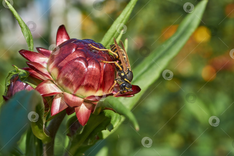 Скачать Оса собирает пыльцу и нектар с цветов. фотосток Ozero
