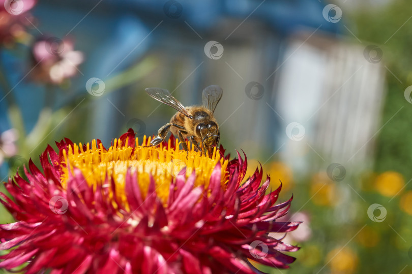 Скачать Пчела собирает пыльцу и нектар с цветов. фотосток Ozero