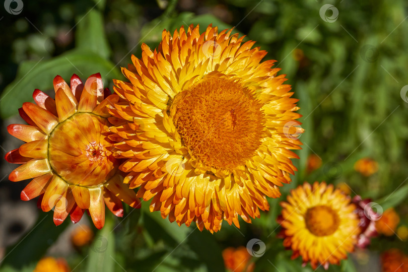 Скачать В саду цветет бессмертник, или бессмертничковая трава (лат. Helichrysum) – крупный род семейства сложноцветных (Asteraceae). фотосток Ozero