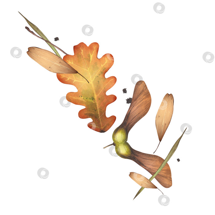 Скачать Осенние опавшие листья с семенами. Лиственные деревья. Акварельная ботаническая иллюстрация. Для оформления открыток, плакатов, фонов, книг фотосток Ozero