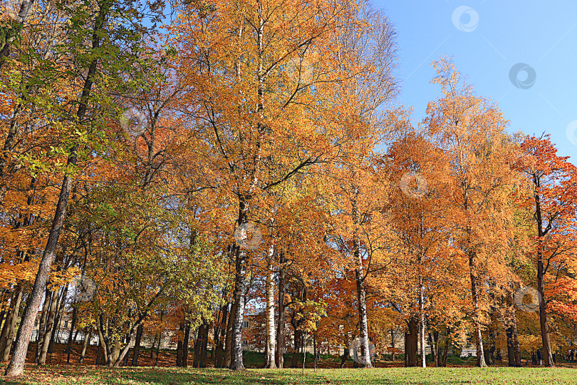 Скачать Осенний парк в октябре в солнечный день, дорожка с красными кленовыми листьями и дубами на заднем плане. Красивый яркий природный ландшафт в парке, времена года, сезон золотой осени, приглашение на прогулку, избирательный фокус фотосток Ozero