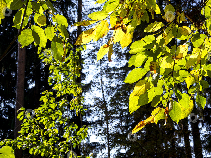 Скачать Осенние желтые листья просвечивают на солнце. Осенние листья свисают сверху на фоне леса. Естественный солнечный фон. фотосток Ozero