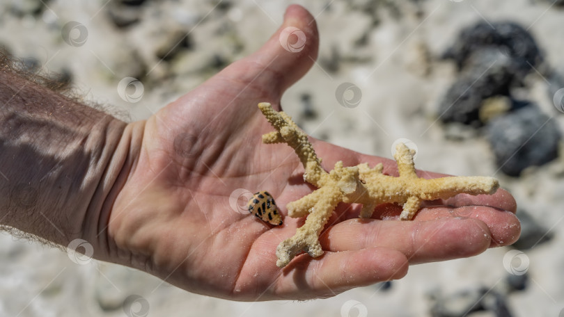 Скачать Сломанная веточка коралла и маленькая пятнистая ракушка лежат на ладони человека. фотосток Ozero