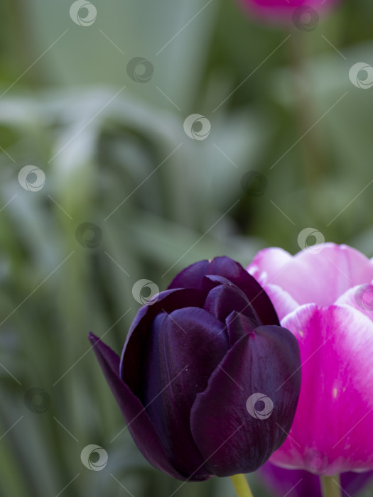 Скачать Фиолетовые и розовые тюльпаны крупным планом на фоне зелени весеннего сада фотосток Ozero