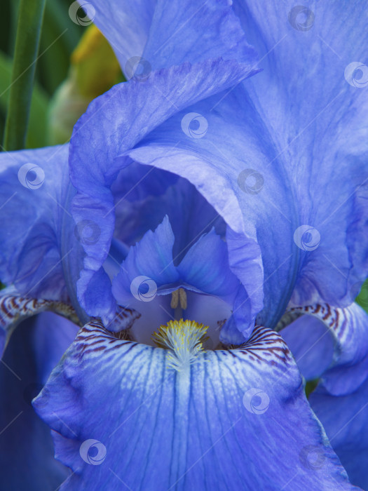 Скачать Макрофотография цветка голубого ириса в зеленом саду, выборочный фокус фотосток Ozero