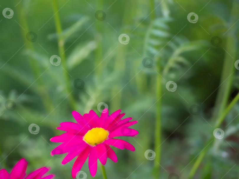 Скачать Естественный фон. Рисунок розового цветка маргаритки с желтой серединкой на фоне зеленой травы. фотосток Ozero