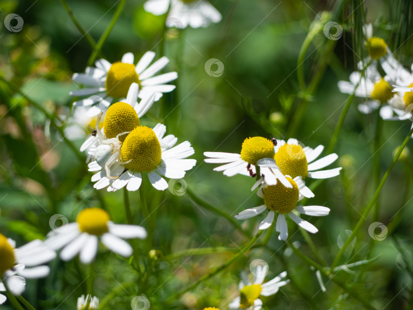Скачать Белый паук сидит на желто-белом цветке на фоне размытой ромашковой поляны. фотосток Ozero