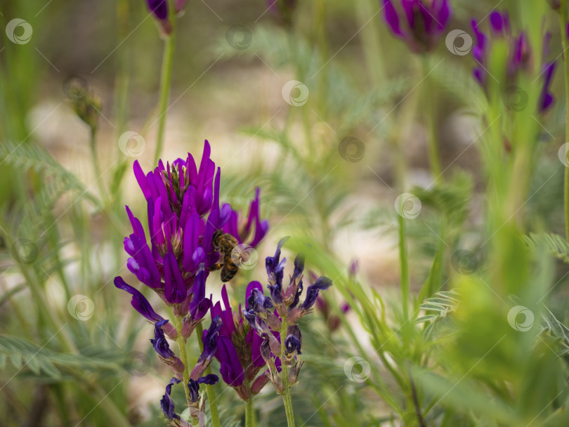 Скачать Пчела собирает мед на красивом фиолетовом полевом цветке крупным планом, трава на заднем плане размыта. фотосток Ozero
