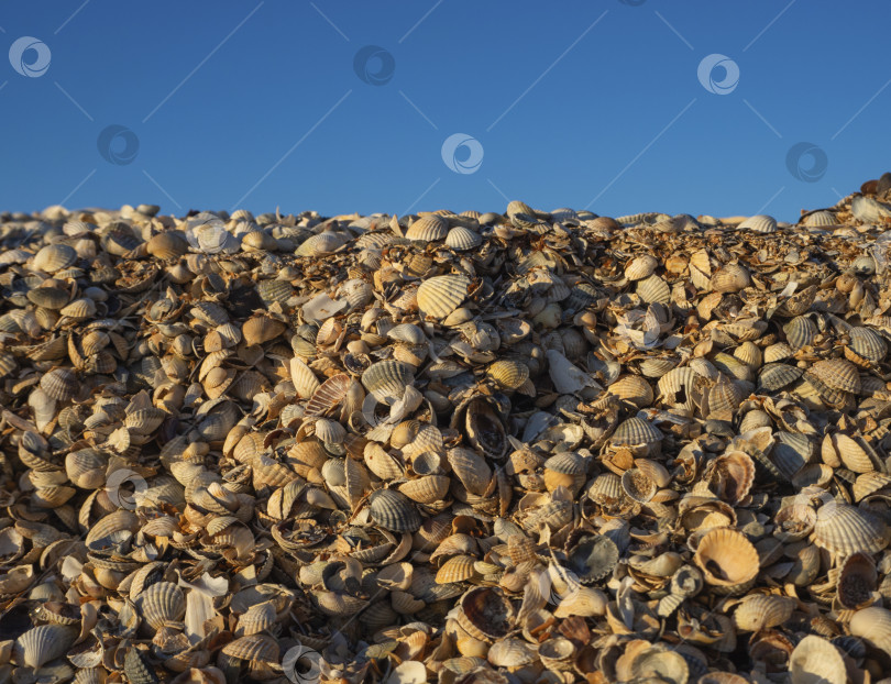 Скачать Толстый слой ракушек крупным планом на пляже в солнечный день на фоне голубого неба. Место для текста. фотосток Ozero