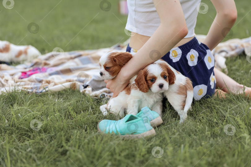 Скачать Девочка играет на одеяле на траве со щенками кинг Чарльз спаниелей жарким летом фотосток Ozero