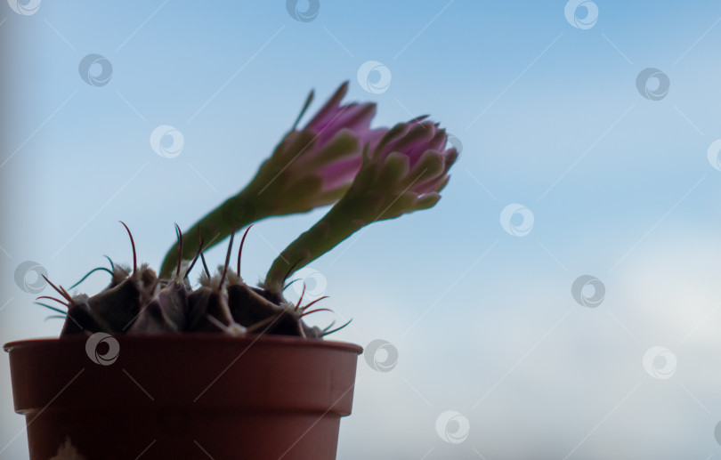 Скачать Цветущий кактус Гимнокалициум.Зеленый фон и свет из окна фотосток Ozero