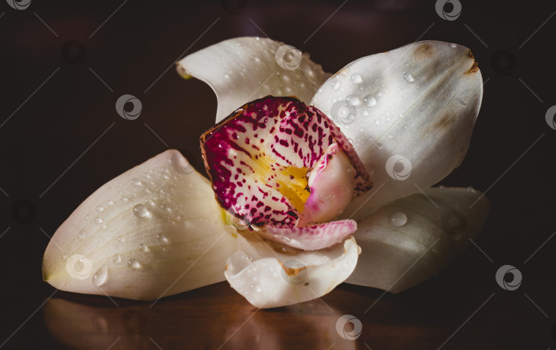 Скачать Цветок белой орхидеи на столе, освещенный солнцем фотосток Ozero
