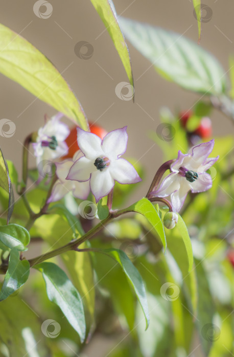 Скачать декоративный цветущий перец чили в домашних условиях фотосток Ozero