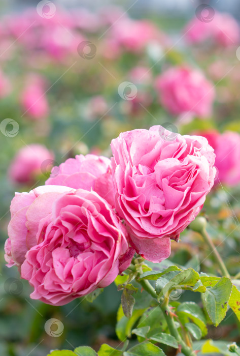 Скачать Три куста роз в саду на переднем плане. фотосток Ozero