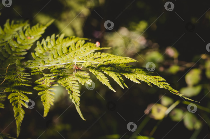 Скачать Зеленый лист папоротника в осеннем лесу.Солнечное изображение фотосток Ozero