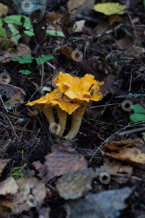 Скачать грибы в осеннем лесу. На фоне природы. фотосток Ozero